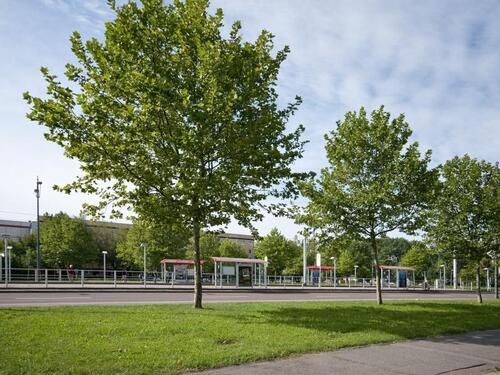 Foto - Etagenwohnung in Halle (Saale) zur Miete