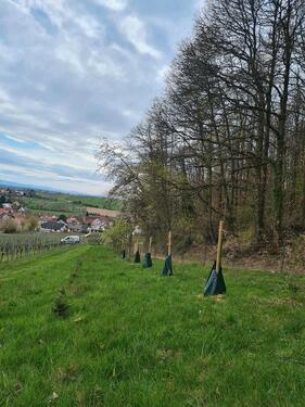 Foto - Streuobstwiese Freizeitgrundstück Hundewiese
