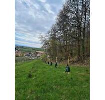 Streuobstwiese Freizeitgrundstück Hundewiese - Klingenmünster