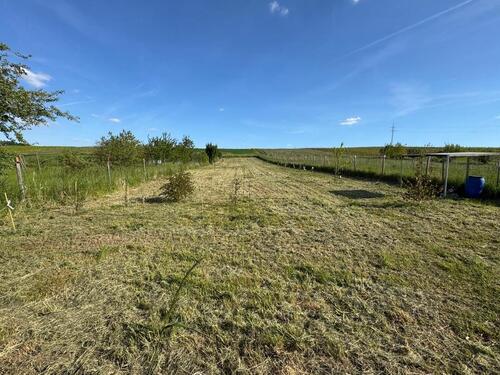 Foto - Wiese HundewieseFreizeitgrundstück in Jugenheim zu verpachten