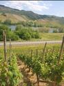 Foto - Weinberg Riesling Steillage Mosel Neumagen Dhron