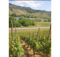 Weinberg Riesling Steillage Mosel Neumagen Dhron - Neumagen-Dhron