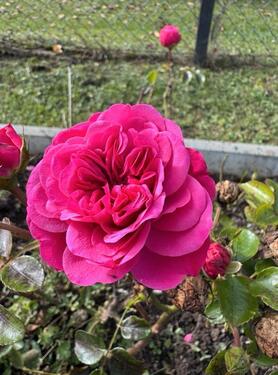 Foto - Grundst&uuml;ck in Gotha