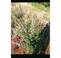 Erholungsgarten Streuobstwiese Ladwirt Garten - Darmstadt Arheilgen