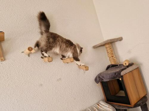 Foto - Etagenwohnung in Halle (Saale) zur Miete