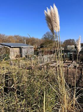 Foto - Grundst&uuml;ck zur Miete in Dänischenhagen