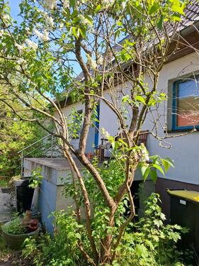 Foto - Einfamilienhaus in Wusterwitz zum Kaufen