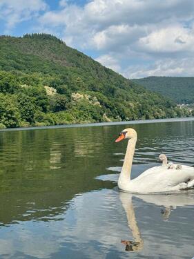 Foto - Grundst&uuml;ck in Heidelberg