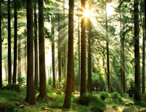 Foto - Wald und Wiesengrundstück in der Gemeinde Bedesbach