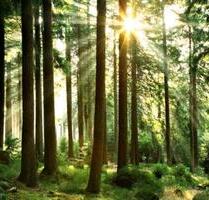 Wald und Wiesengrundstück in der Gemeinde Bedesbach - Altenglan
