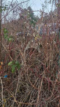 Foto - Grundst&uuml;ck in Jena zur Miete