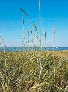Foto - Ostern, Pfingsten Ferienwohnung Nordsse Friesland