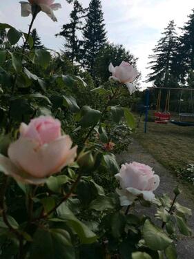 Foto - Pachtgarten abzugeben! - 1.500,00&nbsp;EUR Kaltmiete, ca.&nbsp; 0,00&nbsp;m&sup2;