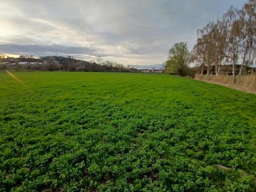 Foto - Pferdekoppel,Weide Bad Nauheim - 5,00&nbsp;EUR Kaltmiete, ca.&nbsp; 0,00&nbsp;m&sup2;