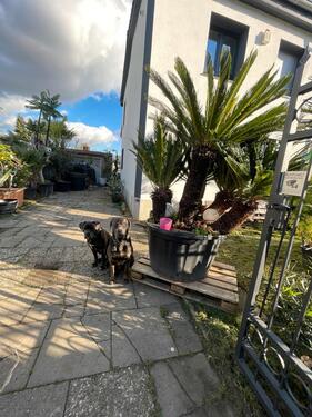 Foto - 10 Zimmer Einfamilienhaus zum Kaufen in Dortmund