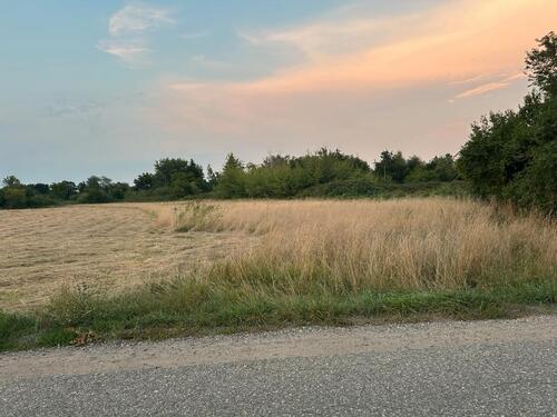 Foto - Wiese, Holzgasse, Schifferstadt zu verpachten