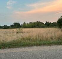 Wiese, Holzgasse, Schifferstadt zu verpachten