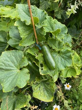 Foto - Grundst&uuml;ck in Schwerte zur Miete