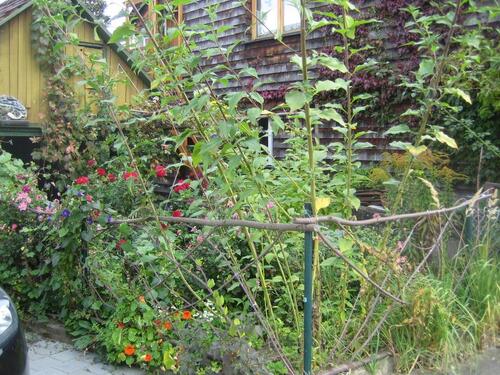 Foto - gemütliche 2,5-Zi-Altbauwohnung mit Garten