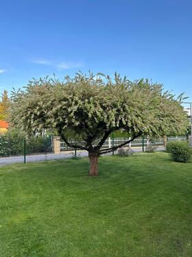 Foto - Schöne Gartenlaube - fest gemauert - nicht zum Dauerwohnen