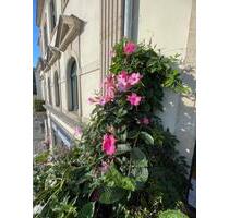 Exklusive 4-Zimmer-Wohnung mit hochwertiger Ausstattung - Dresden Blasewitz