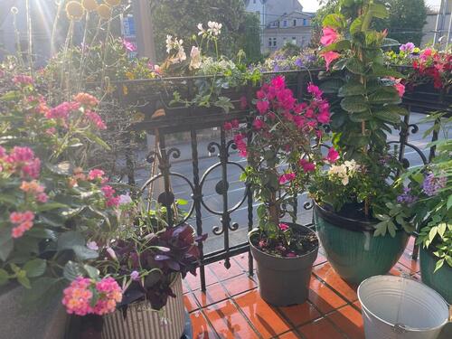 Foto - Etagenwohnung in Dresden zur Miete