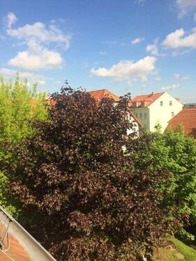 Foto - 1 Zimmer Etagenwohnung zur Miete in Dresden