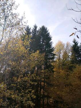 Foto - Einfamilienhaus in Fürstenstein
