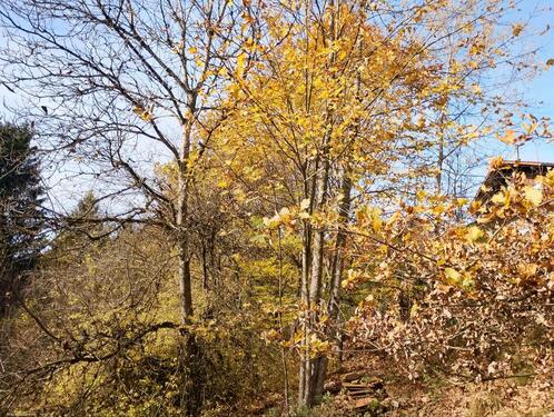 Foto - Einfamilienhaus in Fürstenstein zum Kaufen