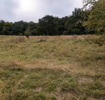 wiesen zu verpachten - 500,00 EUR Kaltmiete, ca.  0,00 m² in Altena (PLZ: 58762)