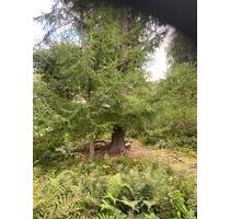 Waldgrundstück , Freizeitgrundstück - Visbek