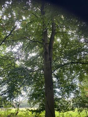 Foto - Grundst&uuml;ck zur Miete in Visbek