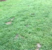 Garten von privat zu verpachten - Bad Karlshafen