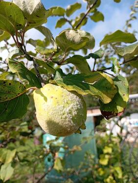 Foto - Grundstück zur Miete in Zeulenroda-Triebes