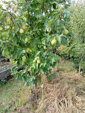 Foto - Grundstück in Zeulenroda-Triebes zur Miete