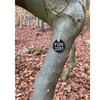 FriedWald Baum Gelnhausen Dreieckstein - Dresden Cossebaude