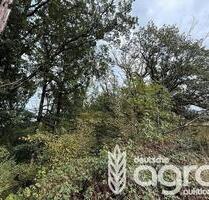 Natürlicher Eichenmischwald (ca. 0,5 ha) nordwestlich von Dresden - Klipphausen