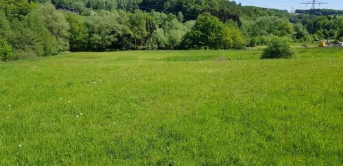 Foto - Grünfläche zur Pferde- oder Schafhaltung