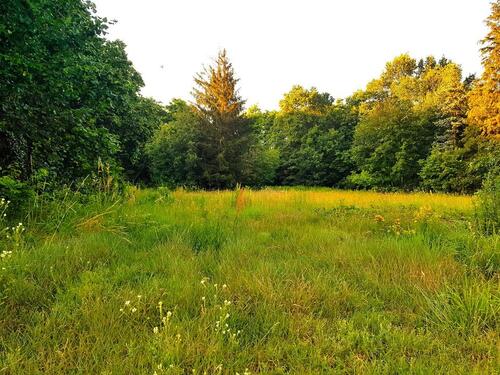 Foto - Baugrundstück Plessa 3.758 m² - Zuhause im Grünen