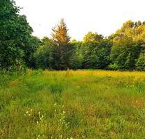 Baugrundstück Plessa 3.758 m² - Zuhause im Grünen