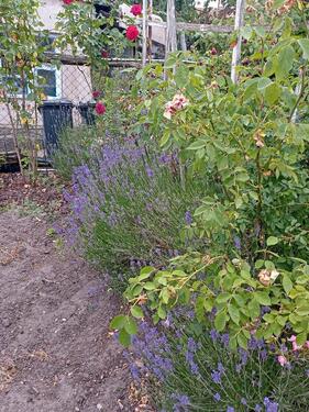 Foto - Einfamilienhaus in Coswig (Anhalt) zum Kaufen
