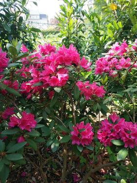 Foto - 6 Zimmer Hochparterre zur Miete in Hohenstein-Ernstthal