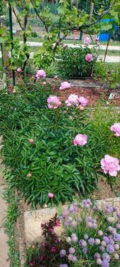 Foto - Grundst&uuml;ck in Weißenburg in Bayern zur Miete