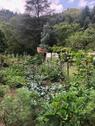 Foto - Schönes Garten- und Freizeitgrundstück an der Nagold zu verkaufen