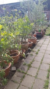 Foto - Einfamilienhaus in Mitterskirchen zum Kaufen