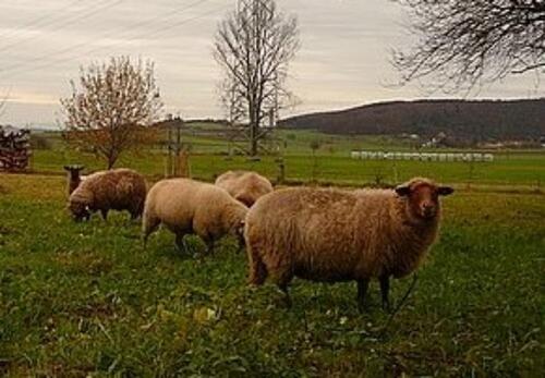 Foto - Mini Hofgemeinschaft mit Schafen