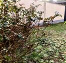 Foto - Dachgeschoßwohnung in Ginsheim-Gustavsburg zum Kaufen