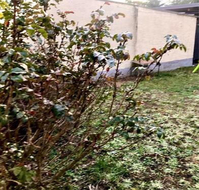 Foto - Dachgeschoßwohnung in Ginsheim-Gustavsburg zum Kaufen