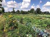 Foto - Garten mieten in Hamburg – 6 Monate – mit über 20 Gemüsesorten