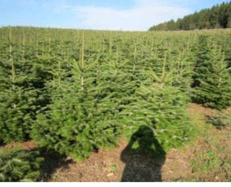 Foto - Fläche für Weihnachtsbäume zu verpachten